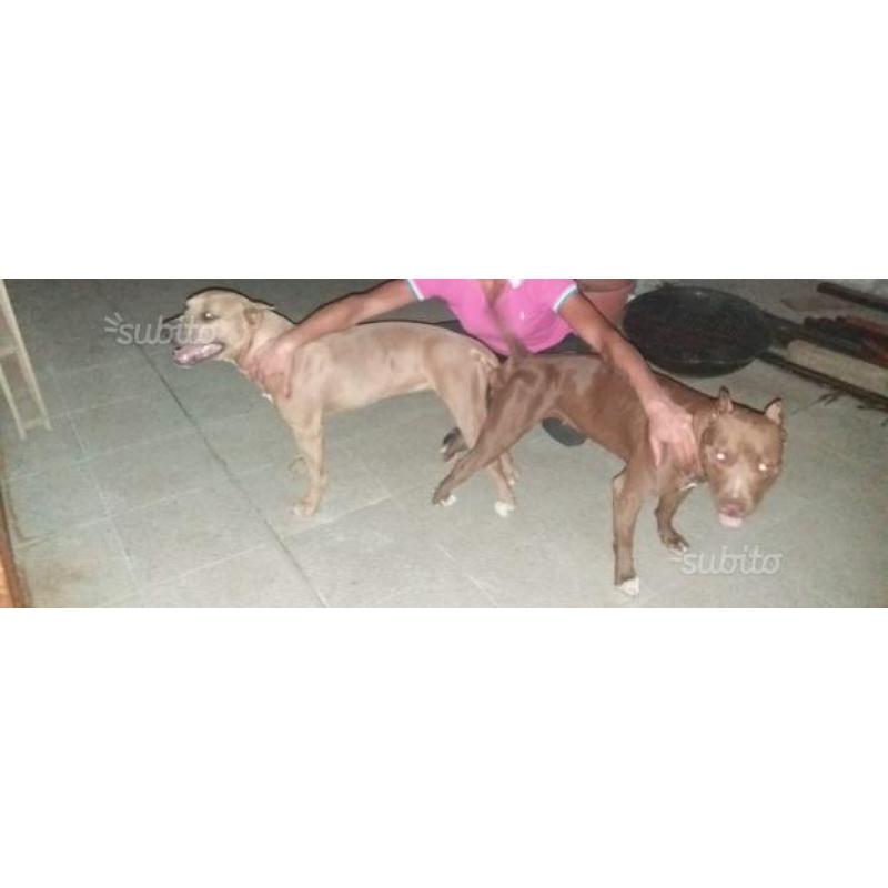 American pitbull terrier