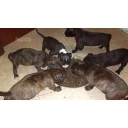 American pitbull terrier