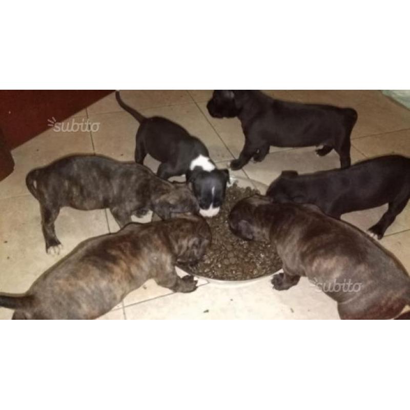 American pitbull terrier
