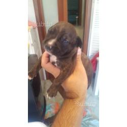 American pitbull terrier