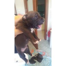 American pitbull terrier