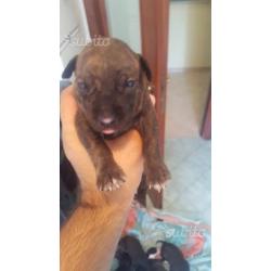 American pitbull terrier