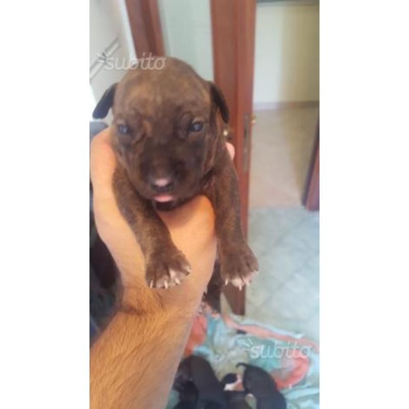 American pitbull terrier