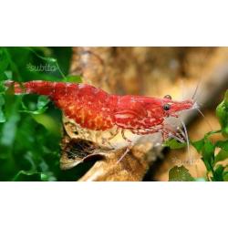 Caridine Red cherry e Orange