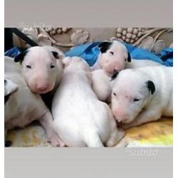 Cuccioli Bull Terrier standard con pedigree