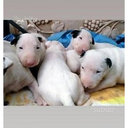 Cuccioli Bull Terrier standard con pedigree