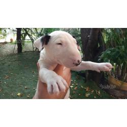 Cuccioli Bull Terrier standard con pedigree