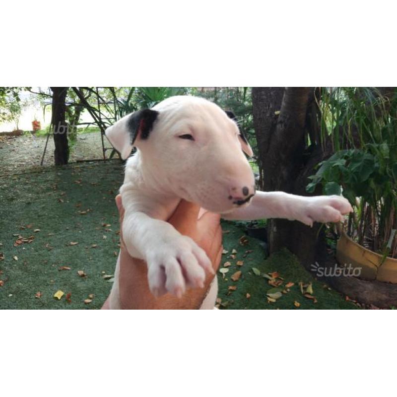 Cuccioli Bull Terrier standard con pedigree