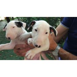 Cuccioli Bull Terrier standard con pedigree