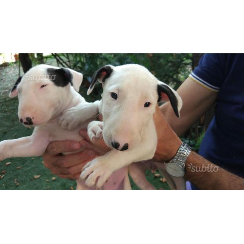Cuccioli Bull Terrier standard con pedigree