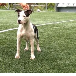 Cuccioli di Amstaff