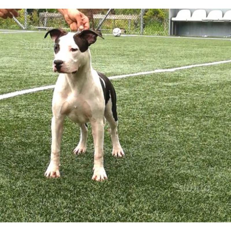 Cuccioli di Amstaff