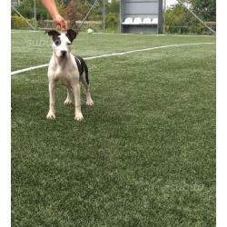 Cuccioli di Amstaff