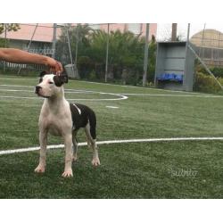 Cuccioli di Amstaff