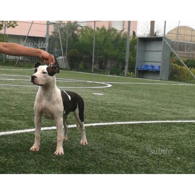 Cuccioli di Amstaff