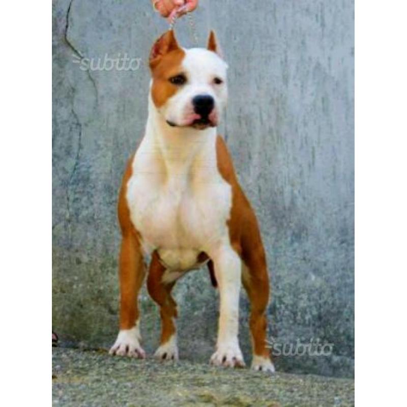 Cuccioli di Amstaff