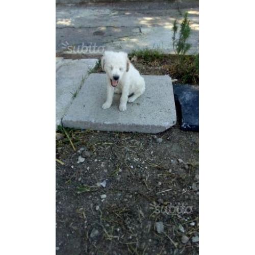 Cucciolo di springer