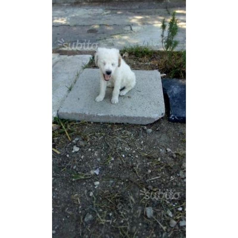 Cucciolo di springer
