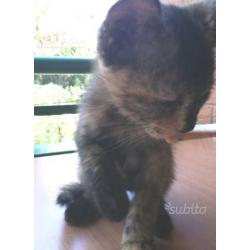 Regalo gattina multicolor