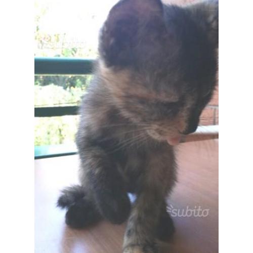 Regalo gattina multicolor