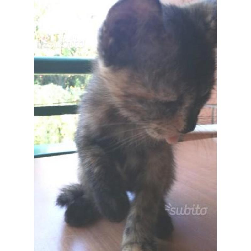 Regalo gattina multicolor