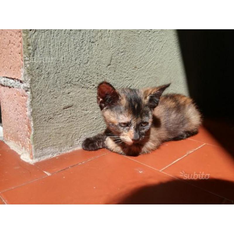 Regalo gattina multicolor