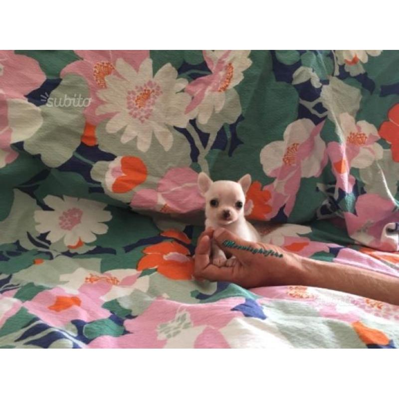 Chihuahua cucciolo bianco