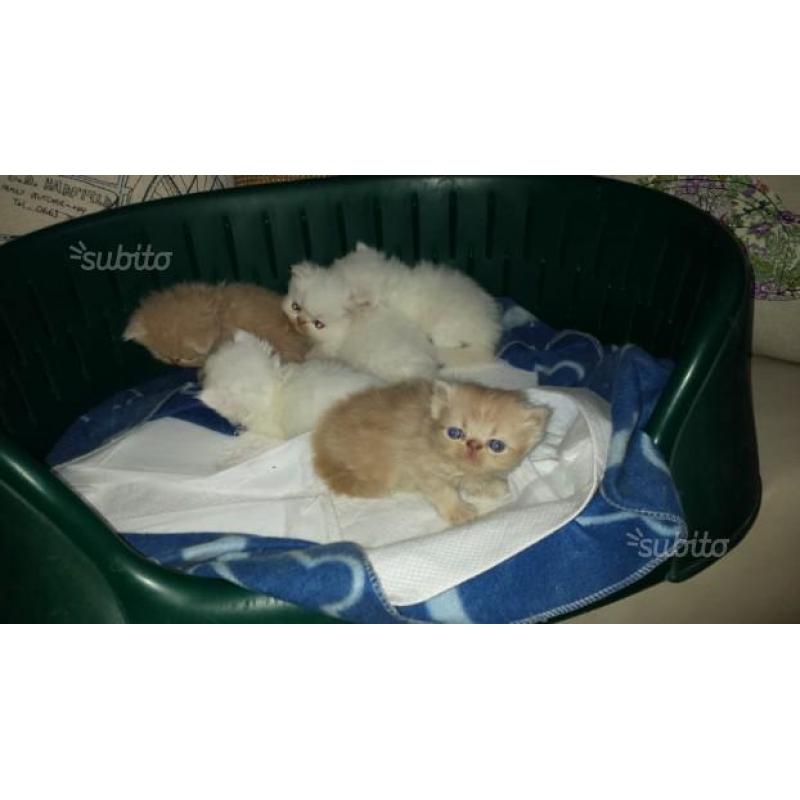 Regalatevi o regalate un Gattino Persiano