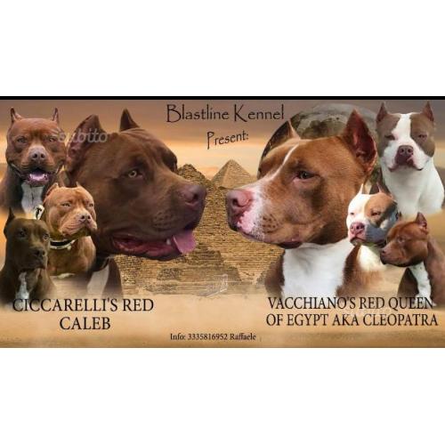Pittbull ukc Red NoSe