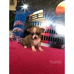 Cuccioli di chihuahua