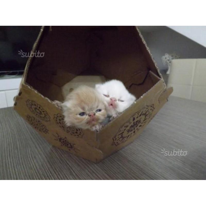 Regalatevi o regalate un Gattino Persiano