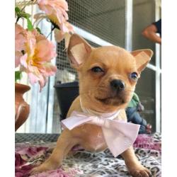 Cuccioli di chihuahua