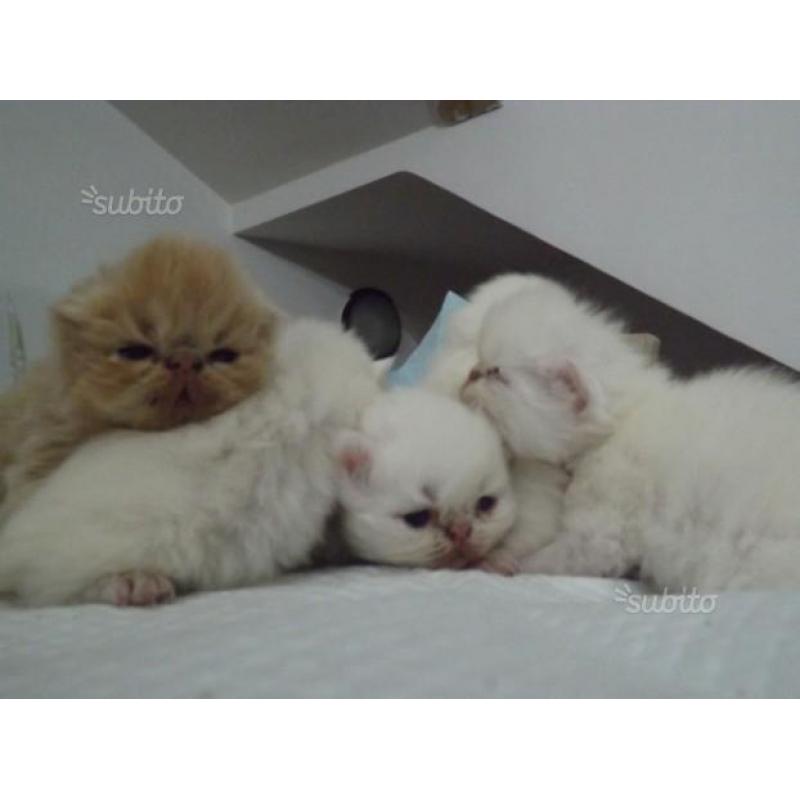 Regalatevi o regalate un Gattino Persiano