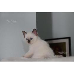 Dolcissi cuccioli siamesi