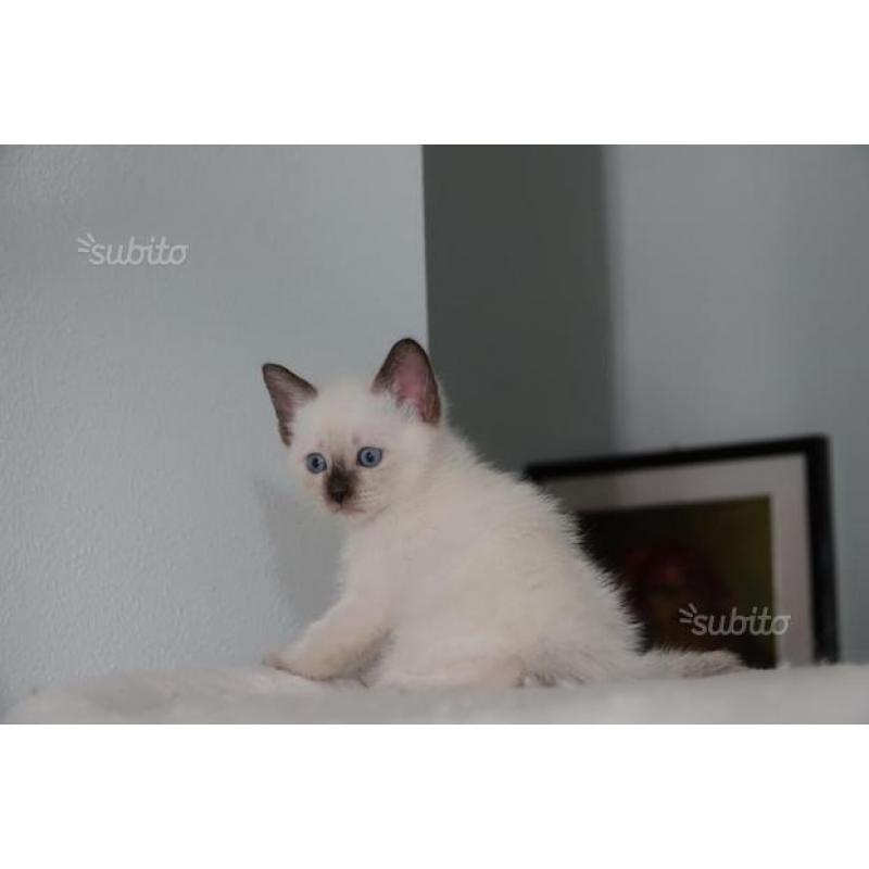 Dolcissi cuccioli siamesi